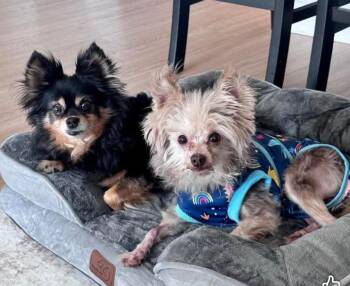 Finn and Indy -  Yorkshire Terrier Dog for Adoption - Finn And Indy | PetCurious