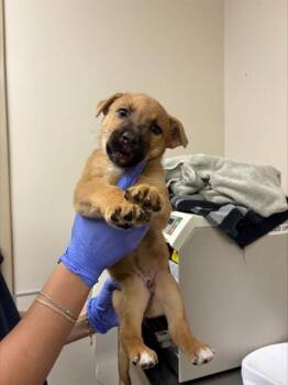 CYPRIAN -  German Shepherd Dog and Pit Bull Terrier Dog for Adoption in Sacramento, California - CYPRIAN | PetCurious