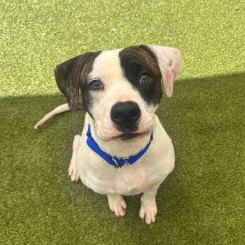 Mixed Breed Dogs Available for Adoption in Titusville, Florida - Brandy | PetCurious