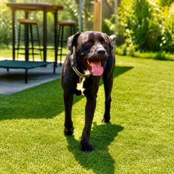 Rufio -  Cane Corso and Mixed Breed Dog for Adoption in Houston, Texas - Rufio | PetCurious
