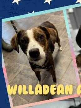 Willadean -  Beagle and Hound Dog for Adoption in West Falls, New York - Willadean | PetCurious