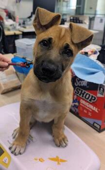 Pit Bull Terrier Dogs Available for Adoption in Oakland, California - Tempo | PetCurious