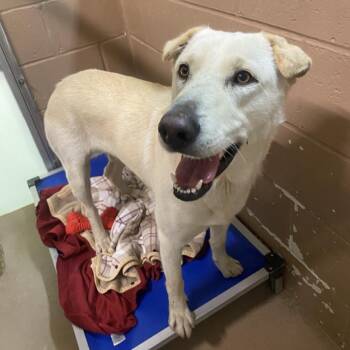 Great Pyrenees and Husky Dogs Available for Adoption in Jacksboro, Tennessee - Aura | PetCurious