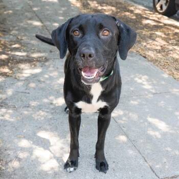 STARLIGHT -  Black Labrador Retriever and Mixed Breed Dog for Adoption in Richmond, California - STARLIGHT | PetCurious