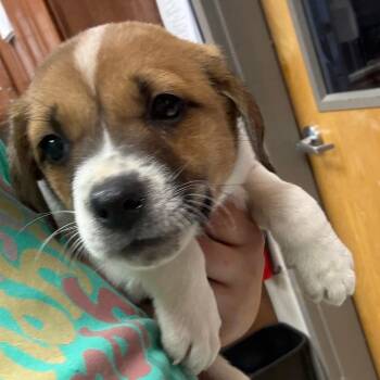 Terrier Dogs Available for Adoption in Tupelo, Mississippi - Cookie - 040213U | PetCurious