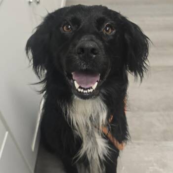 Murphy -  Flat Coated Retriever Dog for Adoption in Orange, Virginia - Murphy | PetCurious