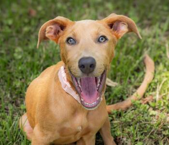 Peanut -  Portuguese Podengo Dog for Adoption in Holly Springs, Mississippi - Peanut | PetCurious