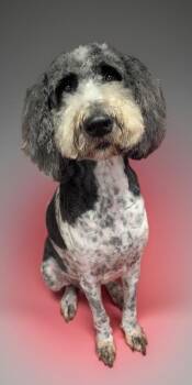 Riley-Sweet 6yo Std Poodle -  Poodle Dog for Adoption in Fort Myers, Florida - Riley-Sweet 6yo Std Poodle | PetCurious