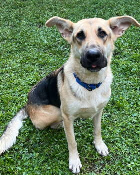 Rescue German Shepherd Dog Dogs for Adoption in Rockaway, New Jersey - Abbey SCAS | PetCurious