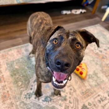 Dutch Shepherd and Labrador Retriever Dogs Available for Adoption - Jenny June The Definition Of Darling | PetCurious