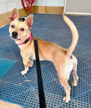 Edward -  Mixed Breed Dog for Adoption in Fairfax, Virginia - Edward | PetCurious