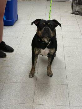 Pit Bull Terrier Dogs Available for Adoption in Sorrento, Louisiana - 26-0356D | PetCurious