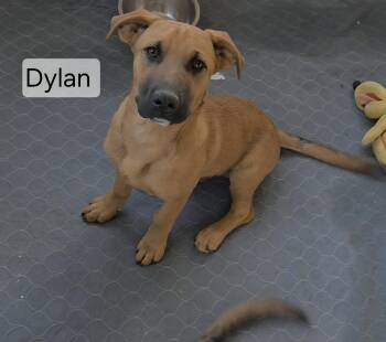 Dylan -  German Shepherd Dog Dog for Adoption in Union Grove, Wisconsin - Dylan | PetCurious