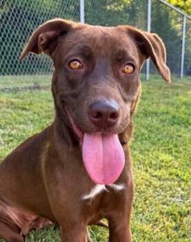 Cinnamon -  Weimaraner and Labrador Retriever Dog for Adoption in Washington, District Of Columbia - Cinnamon | PetCurious