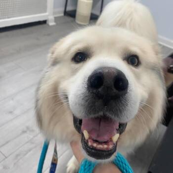 Reid -  Great Pyrenees and Mixed Breed Dog for Adoption in Phoenix, Maryland - Reid | PetCurious