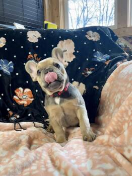 Lucy -  French Bulldog Dog for Adoption in West Caldwell, New Jersey - Lucy | PetCurious