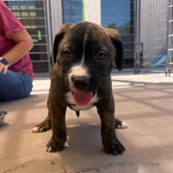 Natalie -  Pit Bull Terrier Dog for Adoption in Palm Springs, California - Natalie | PetCurious