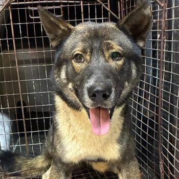 DoorDash -  Mixed Breed Dog for Adoption in Gadsden, Alabama - DoorDash | PetCurious