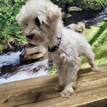 Buster -  Maltese Dog for Adoption in Normal, Illinois - Buster | PetCurious