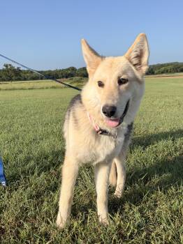 Evangeline -  German Shepherd Dog Dog for Adoption in Sadler, Texas - Evangeline | PetCurious