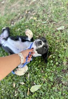 Rachel -  Pit Bull Terrier Dog for Adoption in Victorville, California - Rachel | PetCurious