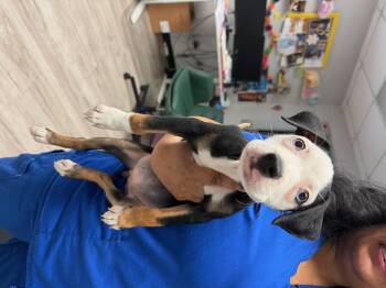 Brooklyn -  Pit Bull Terrier Dog for Adoption in Arlee, Montana - Brooklyn | PetCurious