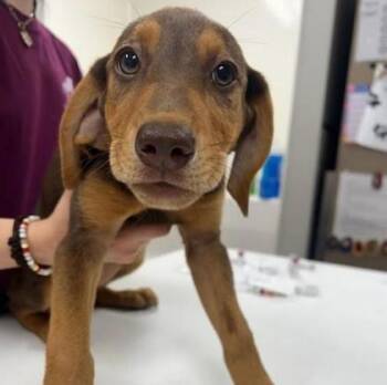 Rescue Pointer and Hound Dogs for Adoption in East Brookfield, Massachusetts - Tulip | PetCurious