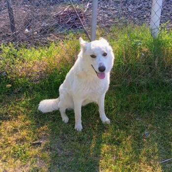 Husky Dogs Available for Adoption in Corsicana, Texas - Lumi D46469 | PetCurious