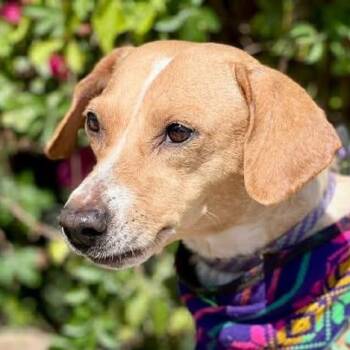 Labrador Retriever Dogs Available for Adoption - Romina (20260404-04) | PetCurious