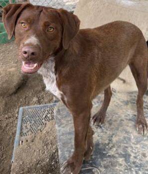 Brownie -  Pointer and Labrador Retriever Dog for Adoption in Newburg, Missouri - Brownie | PetCurious