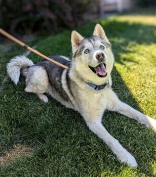 Rescue Husky and Mixed Breed Dogs for Adoption in Portola, California - Randall | PetCurious