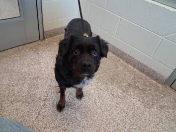 Australian Shepherd and Mixed Breed Dogs Available for Adoption - BELLA | PetCurious