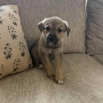 Snickerdoodle -  Shepherd and Labrador Retriever Dog for Adoption in Fort Worth, Texas - Snickerdoodle | PetCurious