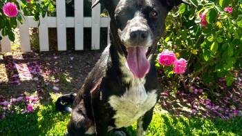 Rescue Border Collie and Husky Dogs for Adoption in Los Angeles, California - Cookie | PetCurious