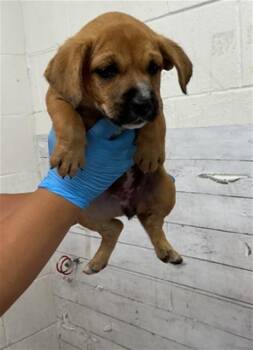ENERO -  Pit Bull Terrier and Mixed Breed Dog for Adoption in San Bernardino, California - ENERO | PetCurious