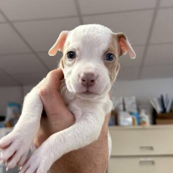 Rome -  Pit Bull Terrier Dog for Adoption in Columbia, South Carolina - Rome | PetCurious