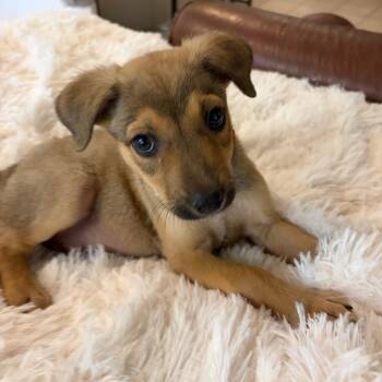 Jack -  Mountain Cur and Shepherd Dog for Adoption in Gilbert, Arizona - Jack | PetCurious