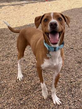 Jolly Rancher -  Mixed Breed Dog for Adoption in Fort Collins, Colorado - Jolly Rancher | PetCurious