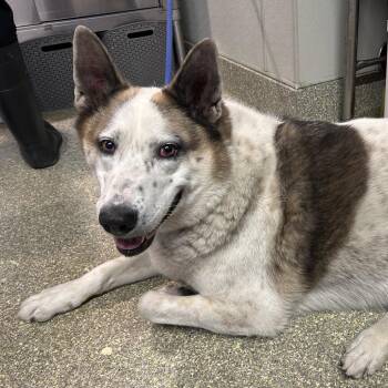 Dory -  German Shepherd Dog Dog for Adoption in San Gabriel, California - Dory | PetCurious