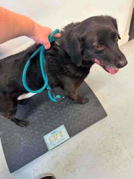 Spaniel Dogs Available for Adoption in Aurora, Indiana - Leroy Boy | PetCurious