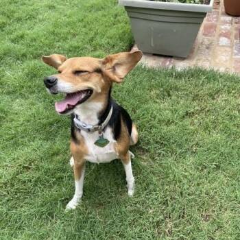 Little Dinner -  Beagle Dog for Adoption in Memphis, Tennessee - Little Dinner | PetCurious