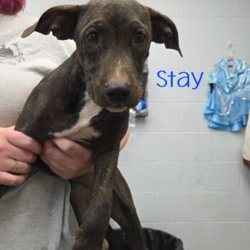 Stay -  Hound and Mixed Breed Dog for Adoption in Waynesboro, Pennsylvania - Stay | PetCurious