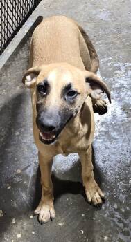 Rescue Mixed Breed Dogs for Adoption in Mccrory, Arkansas - River | PetCurious