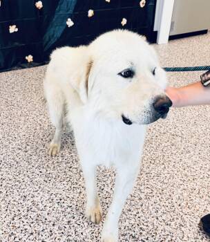 Daddio DFW -  Great Pyrenees Dog for Adoption in Quinlan, Texas - Daddio DFW | PetCurious