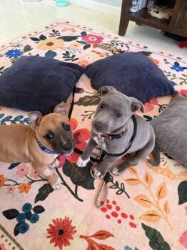 Calypso -  Mixed Breed Dog for Adoption in Hobart, Indiana - Calypso | PetCurious
