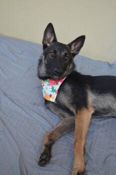 Vista -  German Shepherd Dog Dog for Adoption in Mckinney, Texas - Vista | PetCurious