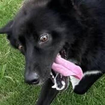 Jordan -  Australian Kelpie and Husky Dog for Adoption in Chattanooga, Tennessee - Jordan | PetCurious