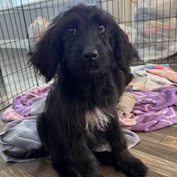 Poodle and Shepherd Dogs Available for Adoption - Kyle | PetCurious
