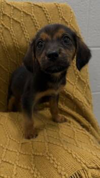 26-561 Virgil -  Hound and Mixed Breed Dog for Adoption in Barnesville, Georgia - 26-561 Virgil | PetCurious