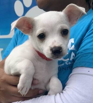 Maro -  Terrier and Chihuahua Dog for Adoption in Salinas, California - Maro | PetCurious